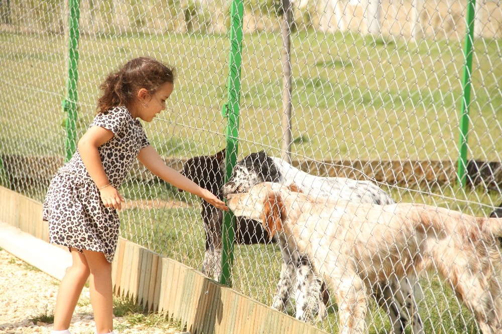 (Özel) Bayramlarda köpek otellerinde de yer yok 