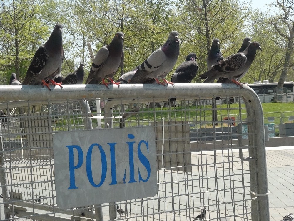 (Özel) Belediye görevlisi Taksim Meydanı’nda aç kalan güvercinleri unutmadı 