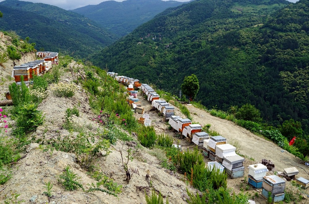 (Özel) Bileziğini sattı, bir kovan arı aldı, şimdi paraya para demiyor 