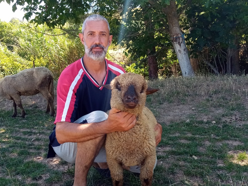 (Özel) Bu koyunların doğmamış kuzuları bile satılıyor 