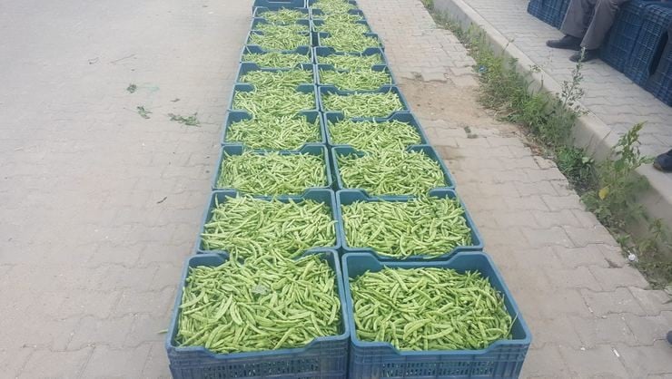 (Özel) Bu özel fasulye yerinde 4, pazarda 15 lira 