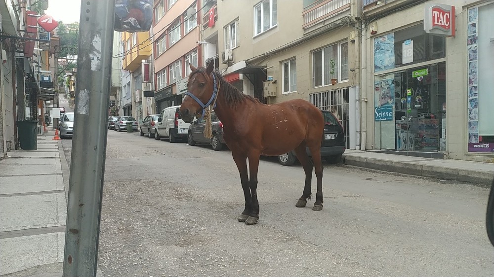 (Özel) Bursa caddelerinde başı boş at paniği 