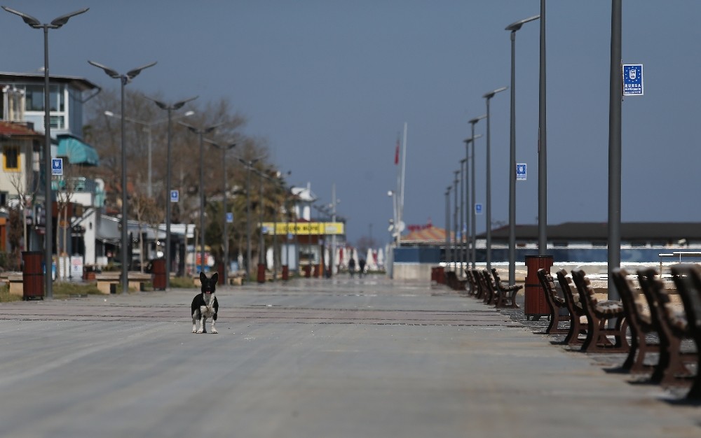 (Özel) Bursa sahilleri kedi, köpek ve güvercinlere kaldı 