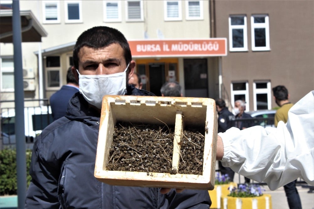 (Özel) Bursa’da binlerce arının şok eden ölümü...Ölen arılarıyla müdürlüğe geldiler 