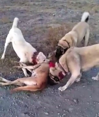 (Özel) Çoban köpeklerinin kurdu öldürme anı kamerada 