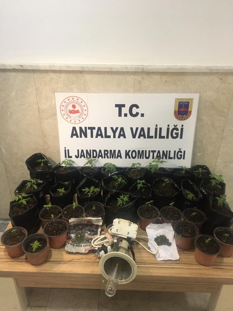 Özel düzenek kurup, uyuşturucu yetiştirilen eve operasyon 