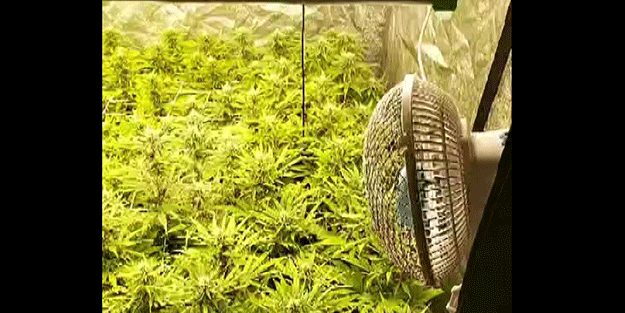 Özel düzeneklerle apartman dairesini esrar bahçesine çevirmişler