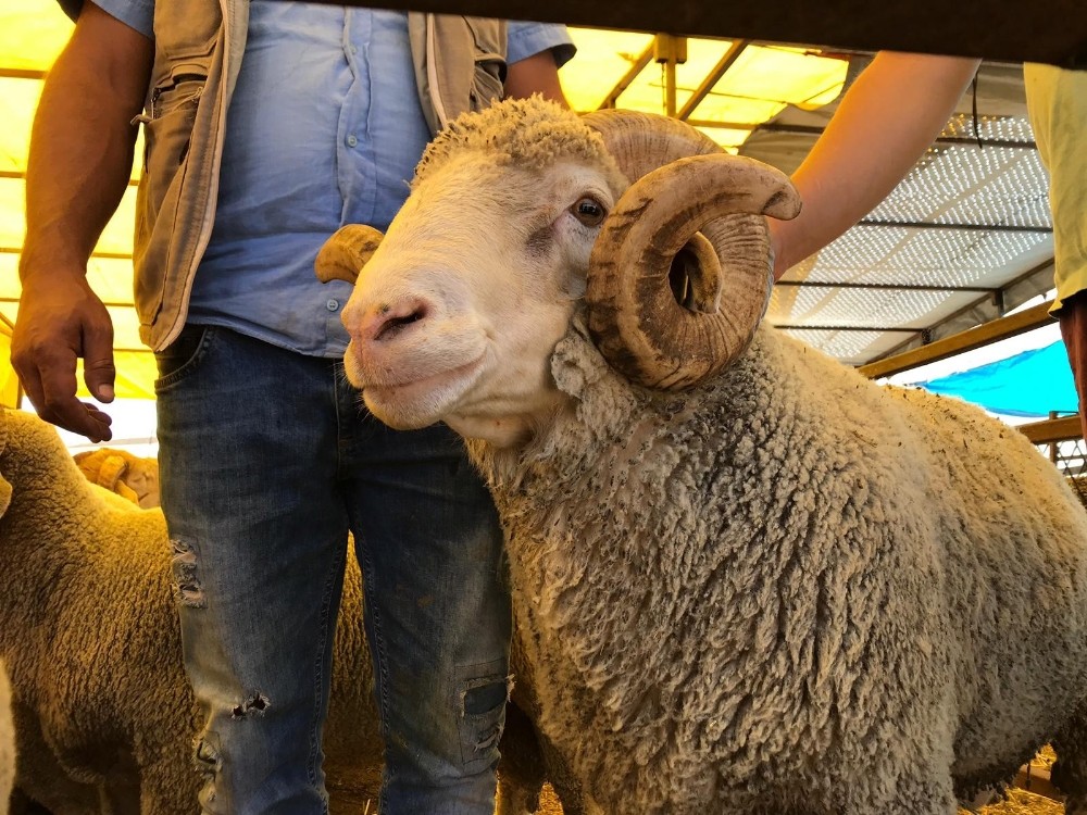 (Özel) Eskişehir’den büyükşehirlere hayvan satışı 