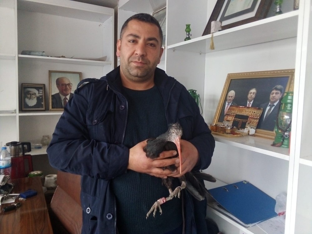 (Özel) Esnafın dikkati nesli tükenmek üzere olan hayvanı kurtardı 