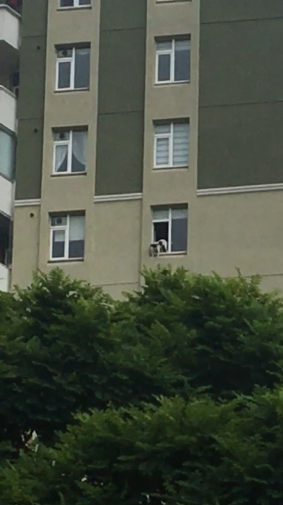 (ÖZEL) Evde tek kalan köpek pencereden sarktı, yürekler ağza geldi 
