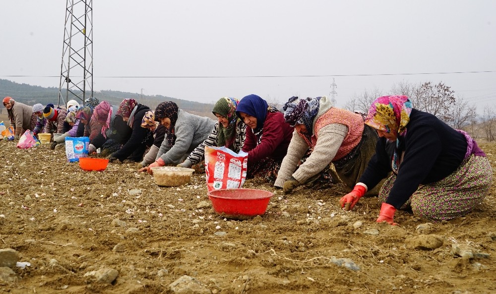 ÖZEL) Geçtiğimiz yıl dolu ve selin vurduğu Taşköprü sarımsağında yüksek rekolte beklentisi 