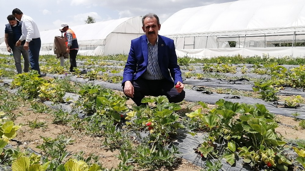 (Özel) Gürpınar belediyesinden örnek seracılık 