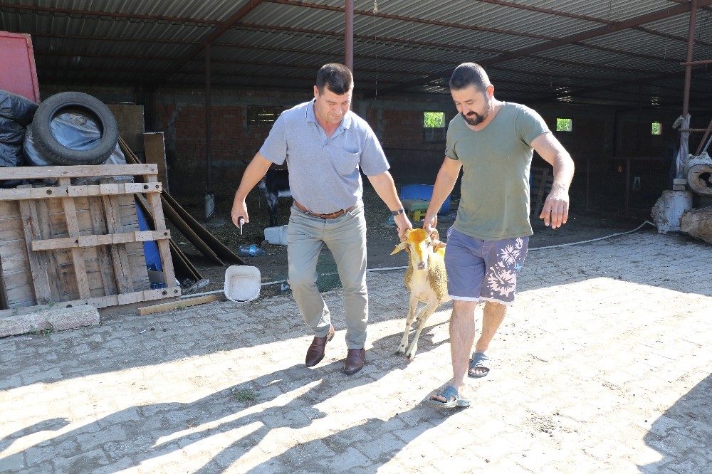 (Özel Haber) Cep telefonuyla ‘mobil’ kurban satışı ilgi görüyor 