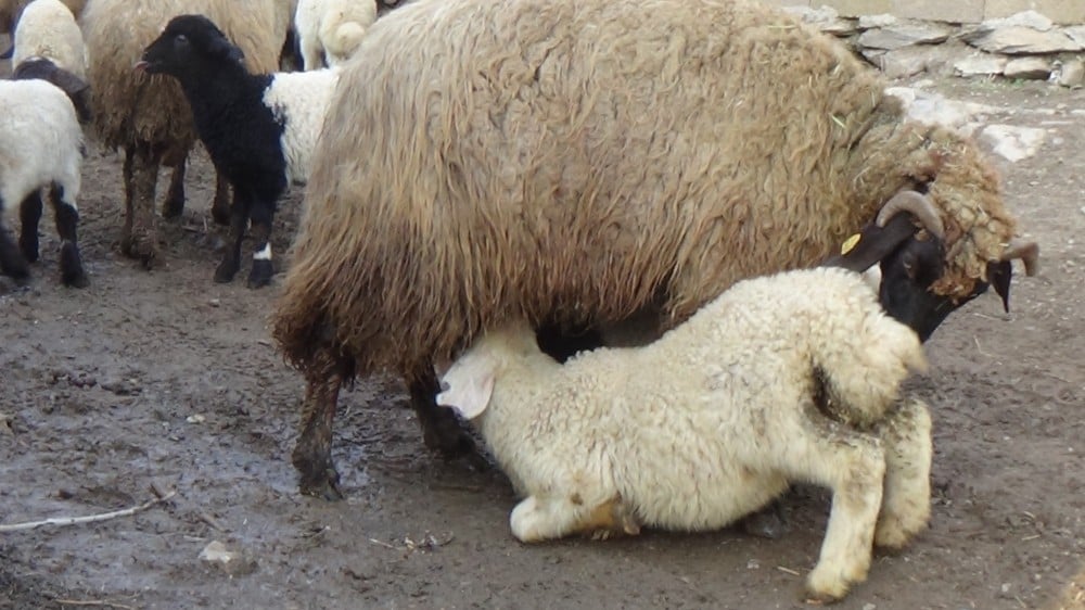 (Özel) Hakkari’de kuzulama dönemi başladı 