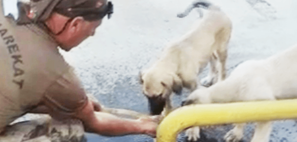 Özel harekat polisi avucuyla köpeklere böyle su içirdi