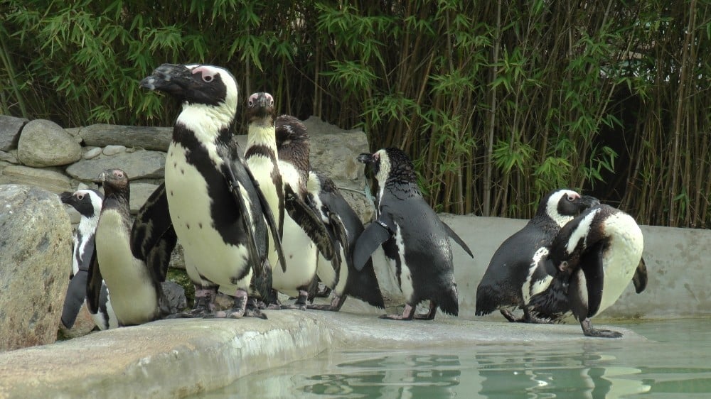 (ÖZEL) Hayvanat bahçesinde penguenlere çipli takip 