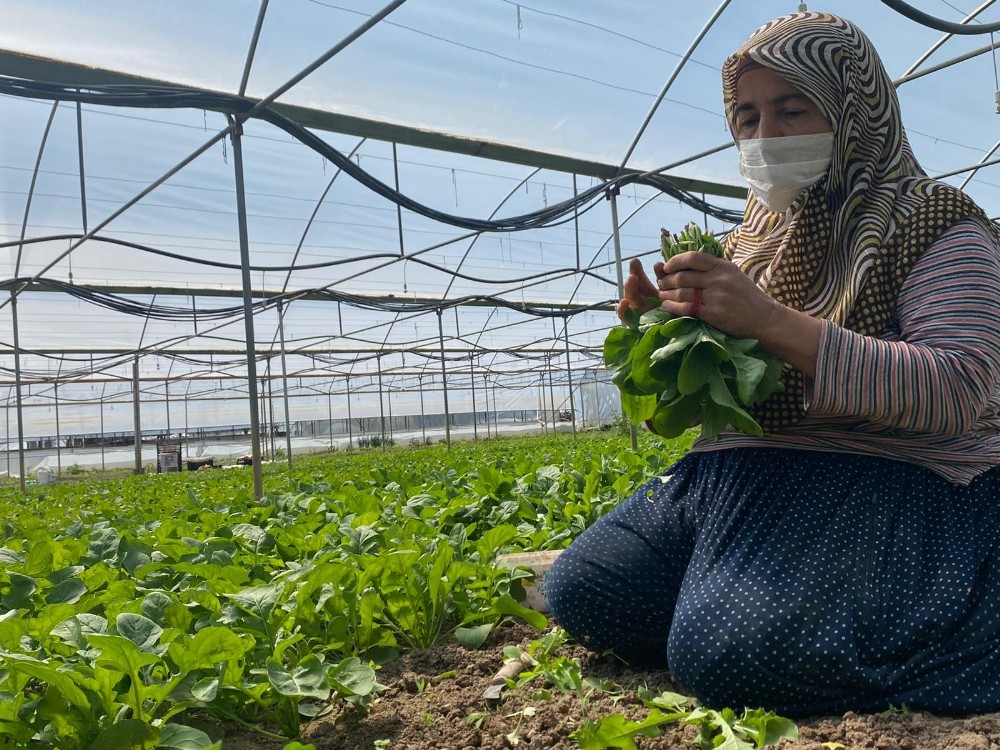 (Özel) İç Anadolu’nun ’Antalya’sı’da üretim hız kesmeden devam ediyor 