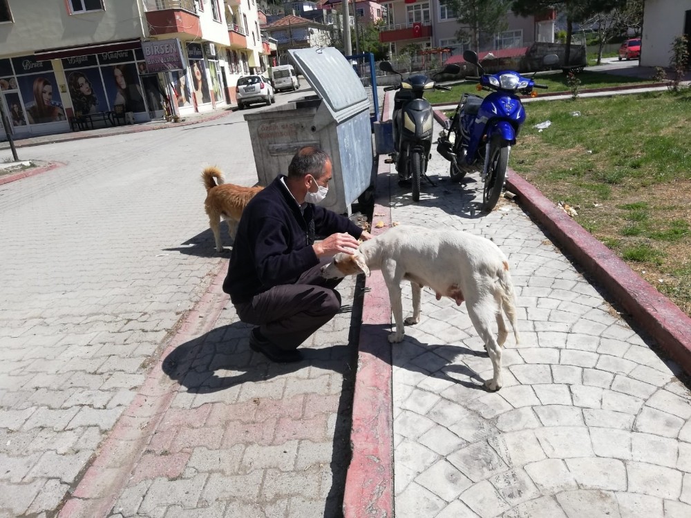 Özel izinle sokak hayvanlarını besliyorlar 