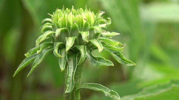 Özel izinle üretiliyor! Çiftçilere 10 yıllık alım garantisi verildi