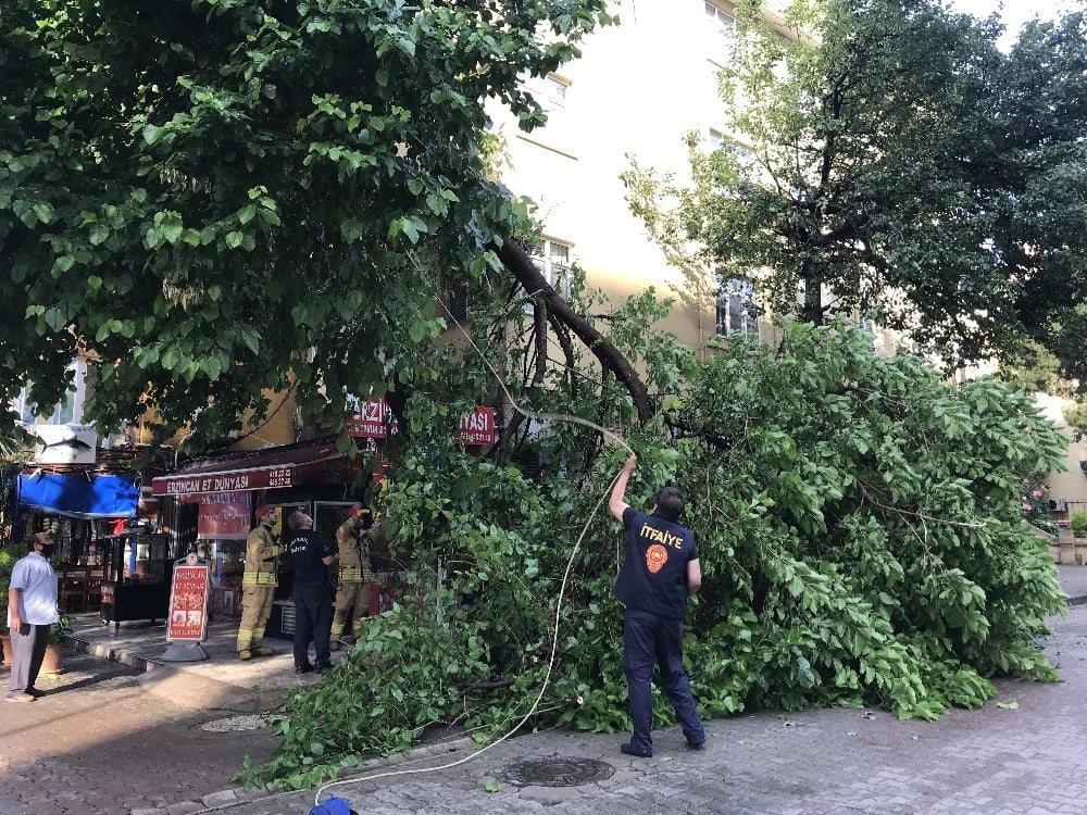(ÖZEL) Kadıköy’de yağan aşırı yağmur yarım asırlık dut ağacını devirdi 