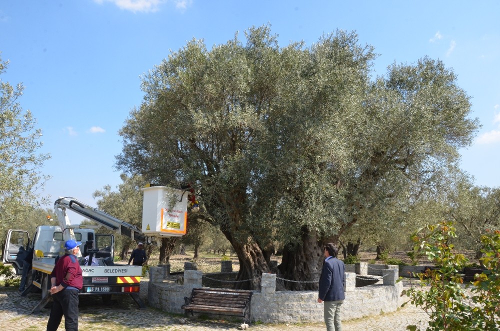 (Özel) Kırkağaç’taki bin 657 yıllık zeytin ağacına bakım 