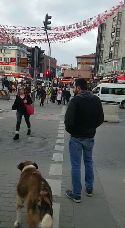 (Özel) Köpekten insanlara trafik ışığı dersi kamerada 