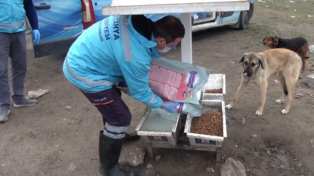 (Özel) Korona virüs Covid-19 salgınında sokak hayvanları unutulmadı 