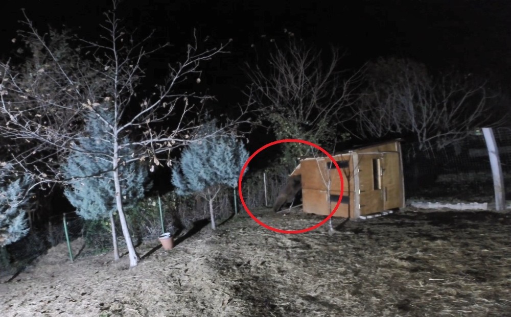 (Özel) Koyunları çalındı sandı, görüntüleri izleyince şoke eden gerçek ortaya çıktı 