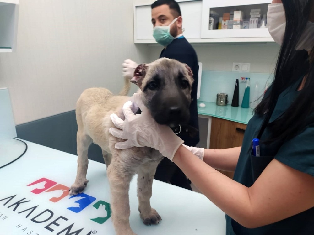 (ÖZEL) Kulakları kesilip sokağa bırakılan yavru köpeğe hayvanseverler sahip çıktı 