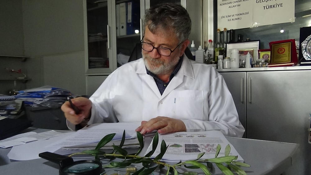 (Özel) Kur’an-ı Kerim’de ismi geçen zeytin ve incir, korona virüsle mücadelede bilimsel yayınlarda önem kazanıyor 