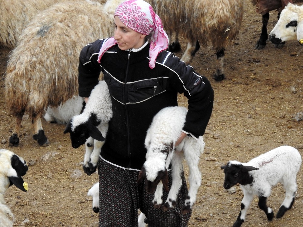 (Özel) Kuzuların süt ısrarı tebessüm ettirdi 