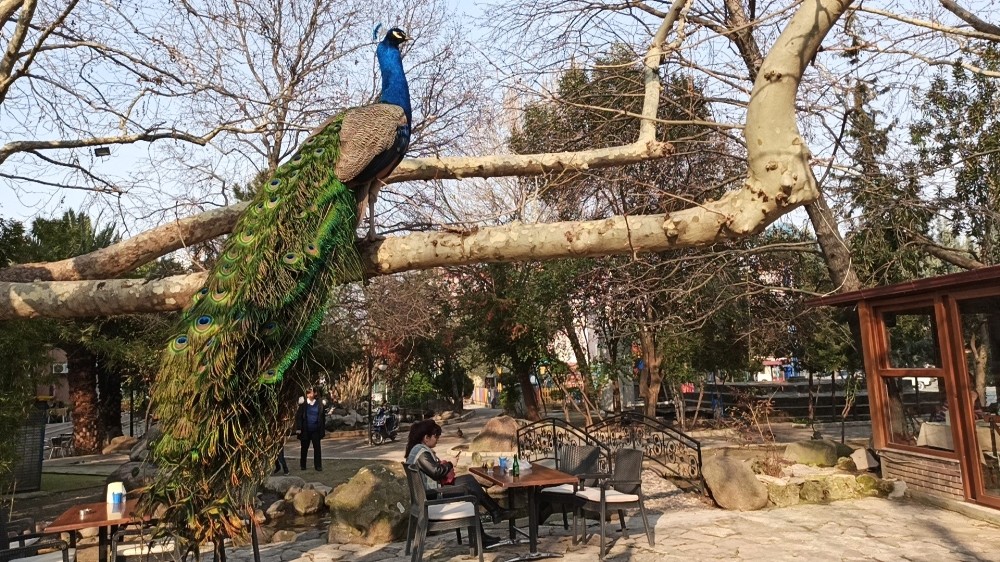 (Özel) Mahalleyi tavus kuşları sardı 