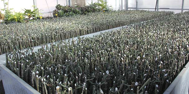 Özel olarak yetiştirildi! 49 yıl boyunca verdiği ürünle…