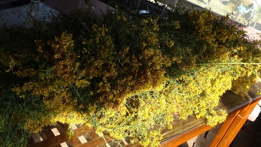 (Özel) Osmanlı’nın savaşırken yanında taşıdığı iksir “kantaron yağı” 