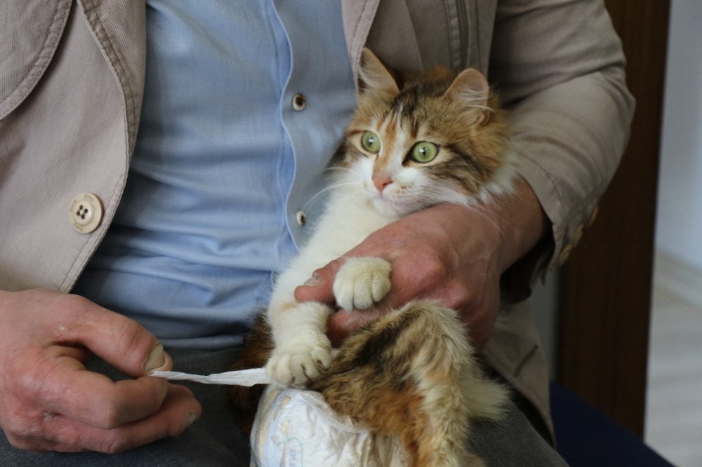 (Özel) Sakat kalan kedisini her gün bezleyip, evladı gibi bakıyor 