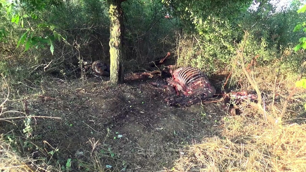 (Özel) Silivri’de kestikleri atı parçalayıp ağaçlık alana attılar 