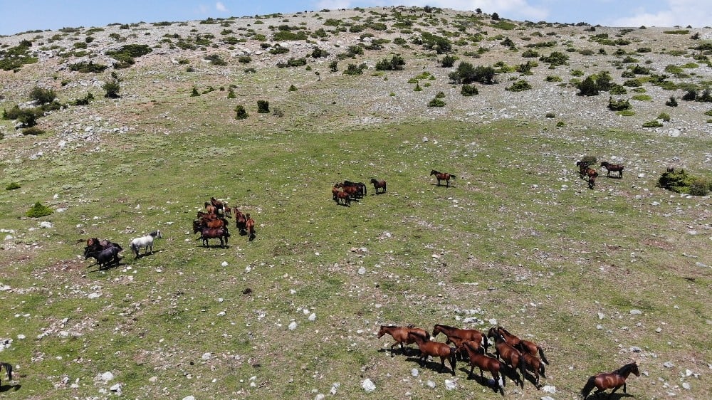(Özel) Spil Dağı’nın özgür bekçileri yılkılar havadan görüntülendi 