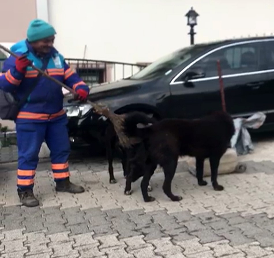 (Özel) Temizlik işçisinin sokak köpeklerine süpürgeyle masaj yaptığı ısıtan görüntüler kamerada 