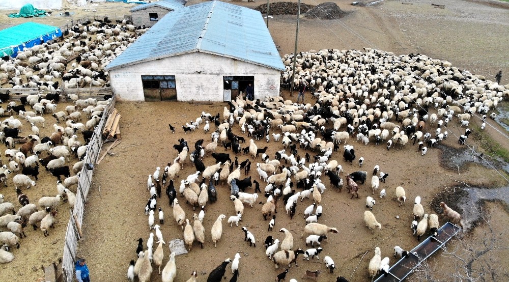 (Özel) Tulum peyniri koronaya meydan okuyor 