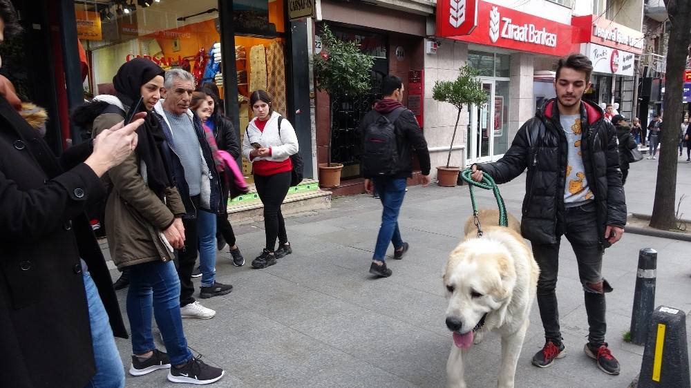 (Özel) Türkiye’de daha büyüğü yok! Onu görenler şaşkınlıklarını gizleyemedi 