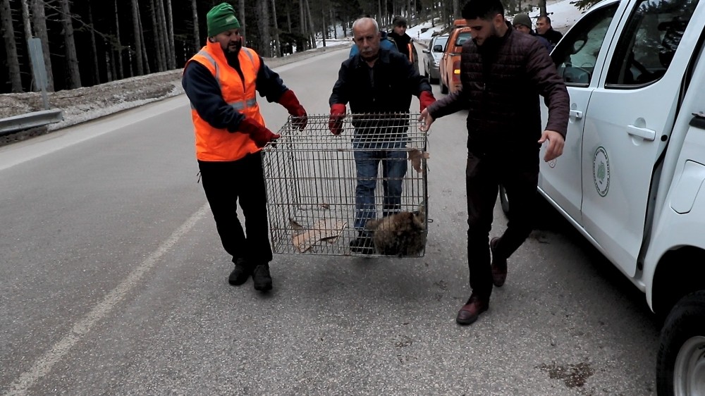 (Özel) Uludağ’da otomobil çarptı...Yaralı tilkiyi böyle kurtardılar 