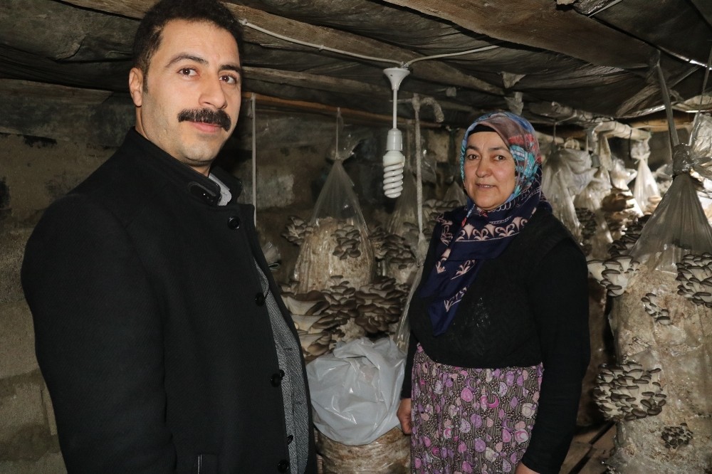 (Özel) Vanlı kadınlar evlerinde mantar üreterek aile bütçelerine katkı sağlıyor 