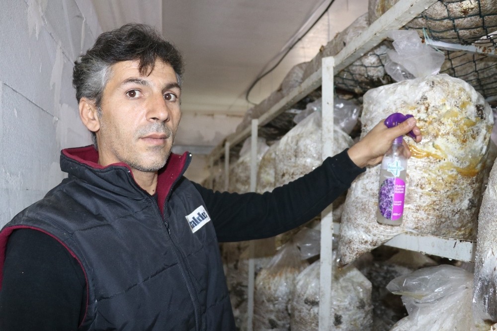 (Özel) Vanlı mantar üreticisi yeşil küf ilacı yaptı 