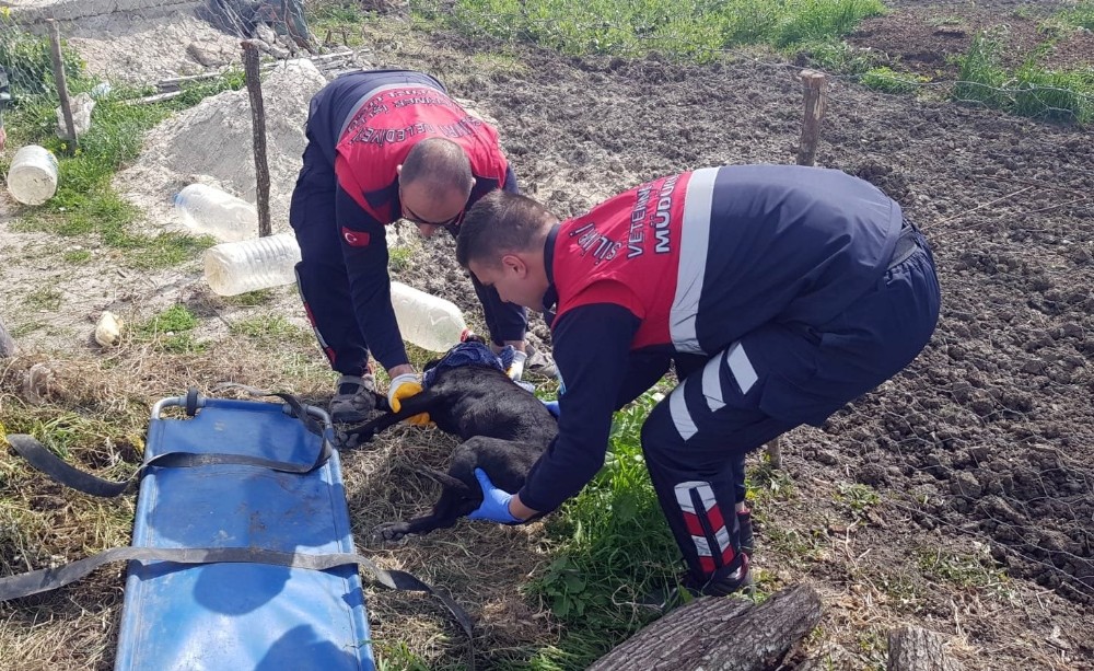 (ÖZEL) Yaralı halde kapısına gelen köpeği kurtarmak için 45 dakika mücadele etti 