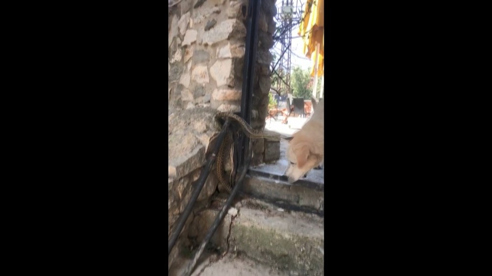 (Özel) Yılanın köpeğe saldırması kameralara yansıdı 