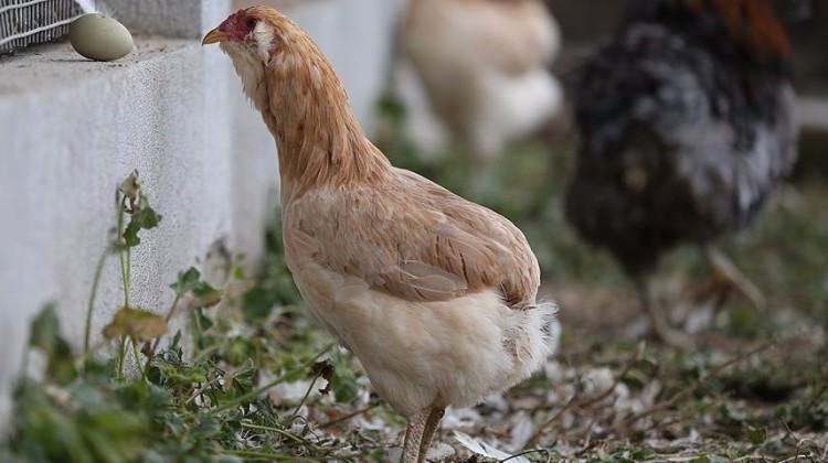 Özel yumurtası nedeniyle karaborsaya düştü!