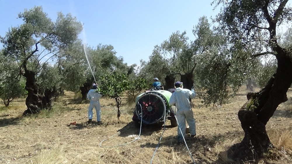 (Özel) Zeytin sineğine organik çözüm 