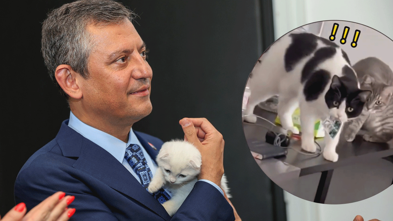 Özgür Özel’in kedisi, bunlardan hangisi?