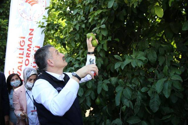 Pakdemirli Adana’da limon hasadına katıldı