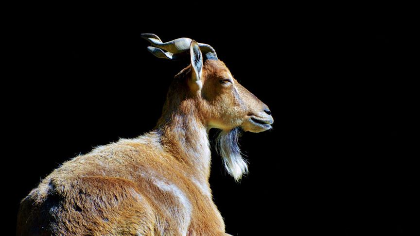 Pakistan bu yıl 5 yaban keçisi avından 555 bin dolar kazandı